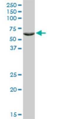Western Blot ZNF133 Antibody (1C6) - Azide and BSA Free