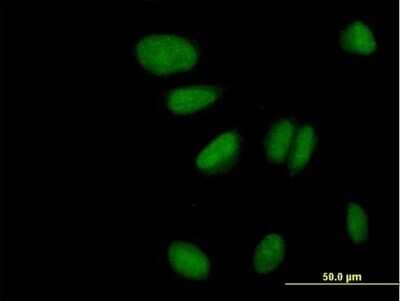 Immunocytochemistry/Immunofluorescence: ZNF133 Antibody [H00007692-B02P] - Analysis of purified antibody to ZNF133 on HeLa cell. (antibody concentration 10 ug/ml)