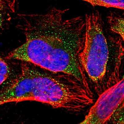 Immunocytochemistry/ Immunofluorescence ZNF133 Antibody - BSA Free