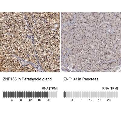 Immunohistochemistry-Paraffin ZNF133 Antibody - BSA Free