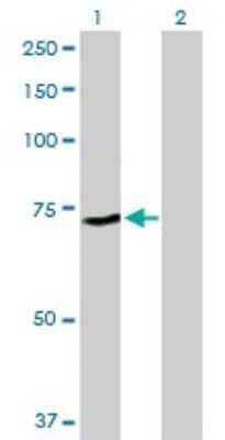 Western Blot: ZNF133 Antibody [H00007692-B01P] - Analysis of ZNF133 expression in transfected 293T cell line by ZNF133 polyclonal antibody.  Lane 1: ZNF133 transfected lysate(71.83 KDa). Lane 2: Non-transfected lysate.