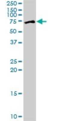Western Blot: ZNF133 Antibody [H00007692-B02P] - Analysis of ZNF133 expression in Hela S3 NE.
