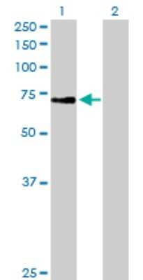 Western Blot: ZNF133 Antibody [H00007692-B02P] - Analysis of ZNF133 expression in transfected 293T cell line by ZNF133 polyclonal antibody.  Lane 1: ZNF133 transfected lysate(71.83 KDa). Lane 2: Non-transfected lysate.