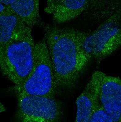Immunocytochemistry/ Immunofluorescence ZNF135 Antibody - BSA Free