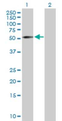 Western Blot: ZNF136 Antibody [H00007695-D01P] - Analysis of ZNF136 expression in transfected 293T cell line by ZNF136 polyclonal antibody.Lane 1: ZNF136 transfected lysate(62.80 KDa).Lane 2: Non-transfected lysate.