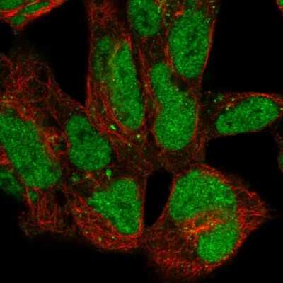 Immunocytochemistry/Immunofluorescence: ZNF143 Antibody [NBP2-57806] - Staining of human cell line HEK 293 shows localization to nucleoplasm & vesicles.