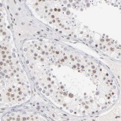 Immunohistochemistry-Paraffin: ZNF143 Antibody [NBP1-87278] - Staining of human testis shows weak to moderate nuclear positivity in cells in seminiferous ducts.