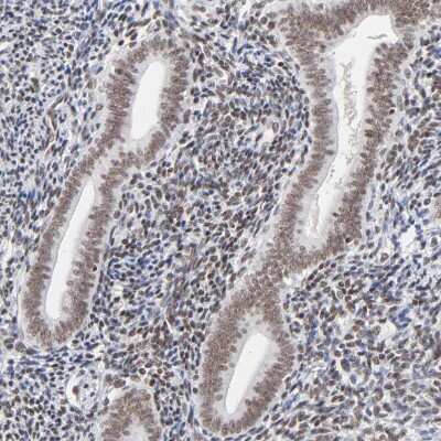 Immunohistochemistry-Paraffin: ZNF143 Antibody [NBP1-87278] - Staining of human endometrium shows weak to moderate nuclear positivity in glandular cells.