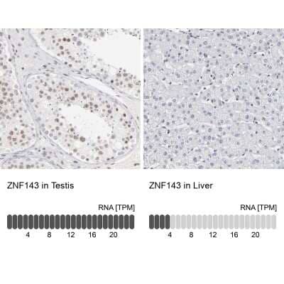 <b>Orthogonal Strategies Validation. </b>Immunohistochemistry-Paraffin: ZNF143 Antibody [NBP1-87278] - Analysis in human testis and liver tissues. Corresponding ZNF143 RNA-seq data are presented for the same tissues.