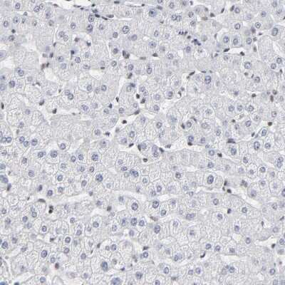 Immunohistochemistry-Paraffin: ZNF143 Antibody [NBP1-87278] - Staining of human liver shows no positivity in hepatocytes as expected.