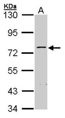 Western Blot: ZNF143 Antibody [NBP1-32104] - Sample (30 ug of whole cell lysate) A: Hep G2 7. 5% SDS PAGE; antibody diluted at 1:1000.