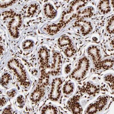Immunohistochemistry-Paraffin: ZNF146 Antibody [NBP1-80968] - Staining of human breast shows strong nuclear positivity in glandular cells.