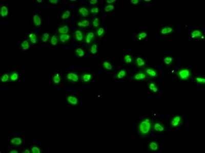 Immunocytochemistry/Immunofluorescence: ZNF148 Antibody [NBP2-94521] - Immunofluorescence analysis of A-549 cells using ZNF148 antibody (NBP2-94521).