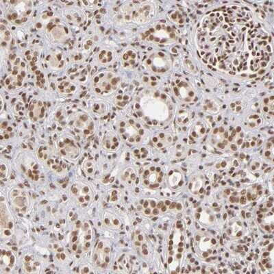 Immunohistochemistry-Paraffin: ZNF148 Antibody [NBP1-88668] - Staining of human kidney shows distinct nuclear positivity in cells in tubules and glomeruli.