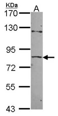 Western Blot ZNF148 Antibody