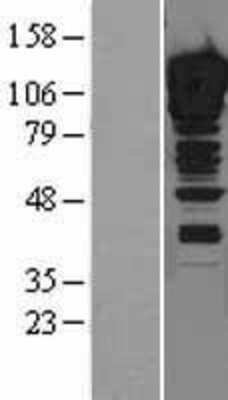 Western Blot ZNF148 Overexpression Lysate