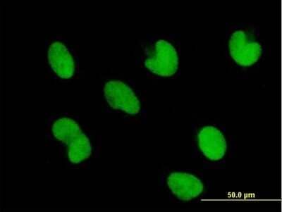 Immunocytochemistry/ Immunofluorescence ZNF165 Antibody - Azide and BSA Free