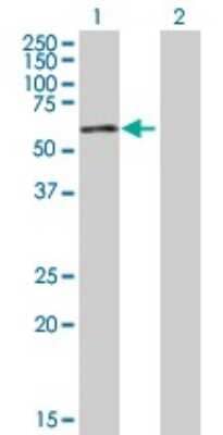Western Blot ZNF165 Antibody - Azide and BSA Free
