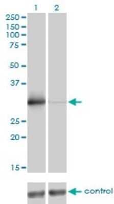 Western Blot ZNF174 Antibody (2D7-E9)