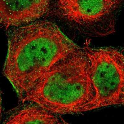 Immunocytochemistry/ Immunofluorescence ZNF174 Antibody - BSA Free