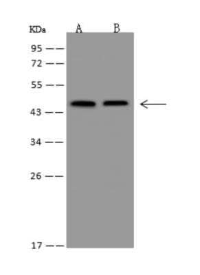 Western Blot: ZNF174 Antibody [NBP3-05993] - Anti-ZNF174 rabbit polyclonal antibody at 1:500 dilutionLane A: Hela Whole Cell LysateLane B: HepG2 Whole Cell LysateLysates/proteins at 30 ug per lane.Secondary: Goat Anti-Rabbit IgG (H+L) HRP at 110000 dilution.Developed using the ECL technique.Performed under reducing conditions.Predicted band size:46 kDaObserved band size:46 kDa