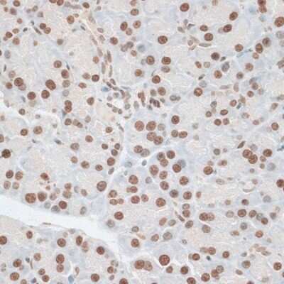 Immunohistochemistry-Paraffin ZNF177 Antibody - Azide and BSA Free