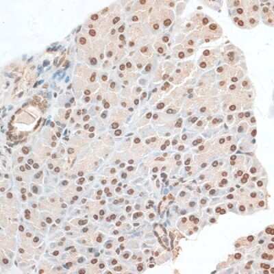 Immunohistochemistry-Paraffin ZNF177 Antibody - Azide and BSA Free