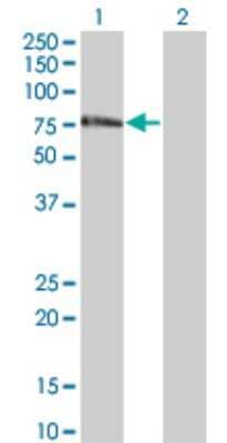 Western Blot: ZNF18 Antibody (2A4) [H00007566-M01] - Analysis of ZNF18 expression in transfected 293T cell line by ZNF18 monoclonal antibody (M01), clone 2A4.Lane 1: ZNF18 transfected lysate(62.3 KDa).Lane 2: Non-transfected lysate.