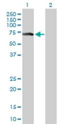 Western Blot: ZNF18 Antibody [H00007566-D01P] - Analysis of ZNF18 expression in transfected 293T cell line by ZNF18 polyclonal antibody.Lane 1: ZNF18 transfected lysate(62.30 KDa).Lane 2: Non-transfected lysate.