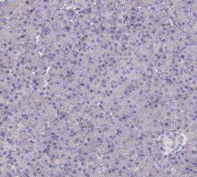 Immunohistochemistry-Paraffin: ZNF185 Antibody [NBP1-86452] - Staining of human panceas shows no positivity in exocrine glandular cells as expected.