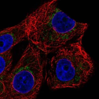 Immunocytochemistry/ Immunofluorescence ZNF19 Antibody - BSA Free