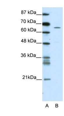 Western Blot ZNF205 Antibody