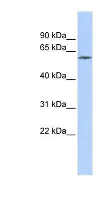 Western Blot ZNF205 Antibody