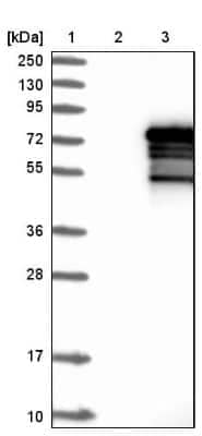 Western Blot ZNF205 Antibody