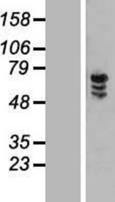 Western Blot ZNF205 Overexpression Lysate