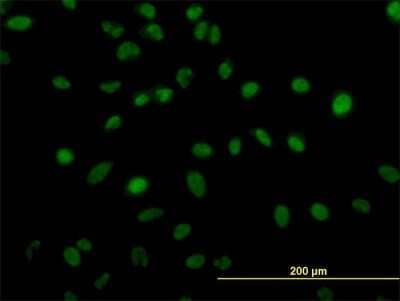 Immunocytochemistry/Immunofluorescence: ZNF207 Antibody (6D7) [H00007756-M06] - Analysis of monoclonal antibody to ZNF207 on HeLa cell. Antibody concentration 10 ug/ml