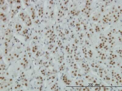 Immunohistochemistry-Paraffin: ZNF207 Antibody (6D7) [H00007756-M06] - Analysis of monoclonal antibody to ZNF207 on formalin-fixed paraffin-embedded human adrenal gland. Antibody concentration 3 ug/ml