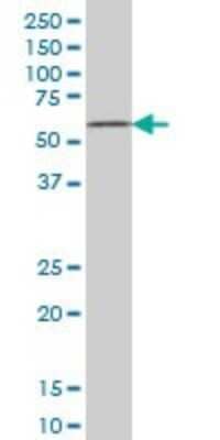 Western Blot: ZNF207 Antibody (6D7) [H00007756-M06] - Analysis of ZNF207 expression in Hela S3 NE (Cat # L013V3).