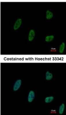 Immunocytochemistry/Immunofluorescence: ZNF207 Antibody [NBP2-20974] - Analysis of paraformaldehyde-fixed HeLa, using antibody at 1:500 dilution.