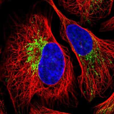 Immunocytochemistry/Immunofluorescence: ZNF211 Antibody [NBP2-56885] - Staining of human cell line U-2 OS shows localization to mitochondria.