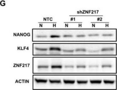 Western Blot ZNF217 Antibody