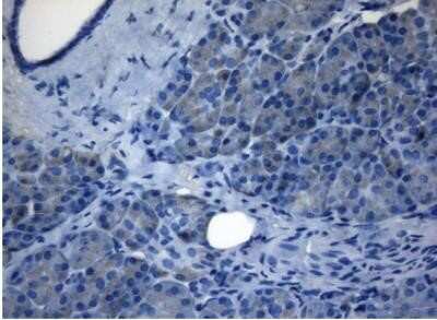 Immunohistochemistry: ZNF217 Antibody (OTI3G5) - Azide and BSA Free [NBP2-74933] - Staining of paraffin-embedded Human pancreas tissue within the normal limits using anti-ZNF217 mouse monoclonal antibody. (Heat-induced epitope retrieval by 1mM EDTA in 10mM Tris buffer (pH8.5) at 120 degrees C for 3 min,(1:150)