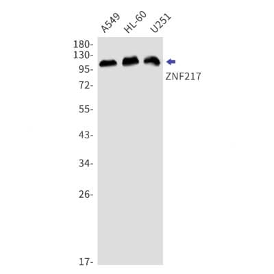 Western Blot: ZNF217 Antibody (S02-4B1) [NBP3-19928] - Western blot detection of ZNF217 in A549, HL-60, U251 cell lysates using NBP3-19928 (1:1000 diluted). Predicted band size: 115kDa. Observed band size: 115kDa.