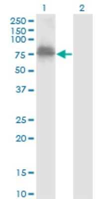 Western Blot: ZNF23 Antibody (2D3) [H00007571-M02] - Analysis of ZNF23 expression in transfected 293T cell line by ZNF23 monoclonal antibody (M02), clone 2D3.Lane 1: ZNF23 transfected lysate (Predicted MW: 73.1 KDa).Lane 2: Non-transfected lysate.