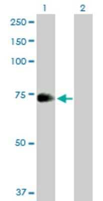 Western Blot: ZNF23 Antibody [H00007571-B02P] - Analysis of ZNF23 expression in transfected 293T cell line by ZNF23 polyclonal antibody.  Lane 1: ZNF23 transfected lysate(70.73 KDa). Lane 2: Non-transfected lysate.
