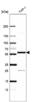 Western Blot: ZNF230 Antibody [NBP2-58880] - Analysis in human cell line THP-1.