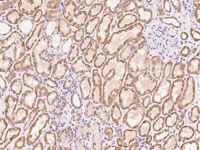 Immunohistochemistry-Paraffin: ZNF234 Antibody [NBP3-06253] - Immunochemical staining of human ZNF234 in human kidney with rabbit polyclonal antibody at 1:100 dilution, formalin-fixed paraffin embedded sections.
