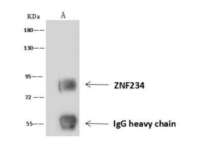 Immunoprecipitation: ZNF234 Antibody [NBP3-06253] - ZNF234 was immunoprecipitated using:Lane A:0.5 mg U-251 MG Whole Cell Lysate4 uL anti-ZNF234 rabbit polyclonal antibody and 60 ug of Immunomagnetic beads Protein AG.Primary antibody:Anti-ZNF234 rabbit polyclonal antibody, at 1:100 dilution Secondary antibody:Goat Anti-Rabbit IgG (H+L) HRP at 110000 dilutionDeveloped using the ECL technique.Performed under reducing conditions.Predicted band size: 81 kDaObserved band size :81 kDa