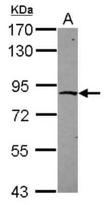 Western Blot: ZNF234 Antibody [NBP2-15167] - Sample (30 ug of whole cell lysate) A: HCT116 7. 5% SDS PAGE; antibody diluted at 1:1000.
