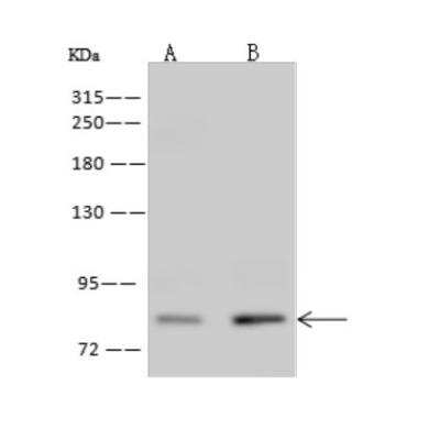 Western Blot: ZNF234 Antibody [NBP3-06253] - Anti-ZDHHC3 rabbit polyclonal antibody at 1:500 dilutionLane A: HepG2 Whole Cell LysateLysates/proteins at 30 ug per lane.SecondaryGoat Anti-Rabbit IgG (H+L) HRP at 110000 dilution.Developed using the ECL technique.Performed under reducing conditions.Predicted band size:34 kDaObserved band size:48 kDa